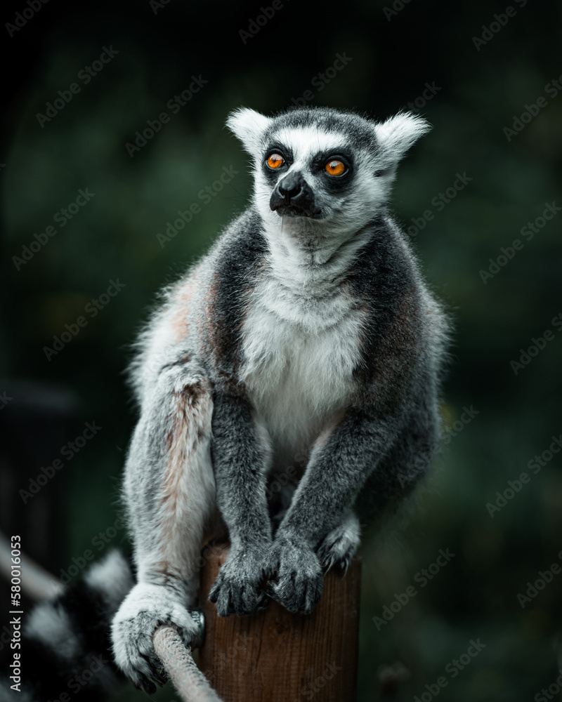 Obraz premium ring lemur catta