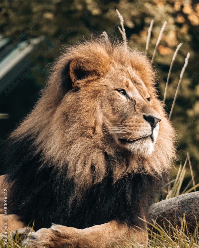 portrait of a lion