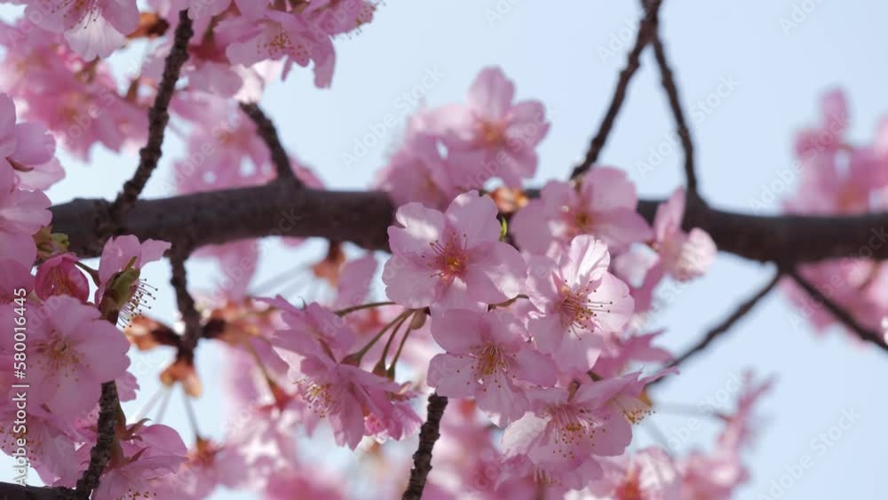 Slow motion of beautiful swaying cherry blossoms on a sunny spring day Slow motion of beautiful swaying cherry blossoms on a sunny spring day