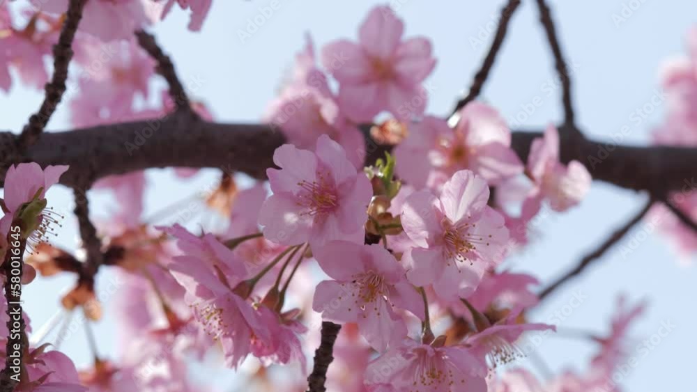 Slow motion of beautiful swaying cherry blossoms on a sunny spring day Slow motion of beautiful swaying cherry blossoms on a sunny spring day