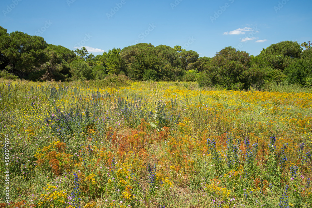 Field of wildflowers growing on coastal sandy soil Ile de Ré, Charente Maritime, France