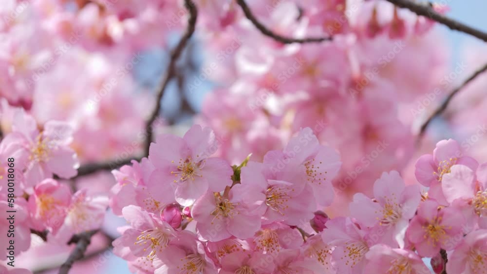 Slow motion of beautiful swaying cherry blossoms on a sunny spring day Slow motion of beautiful swaying cherry blossoms on a sunny spring day