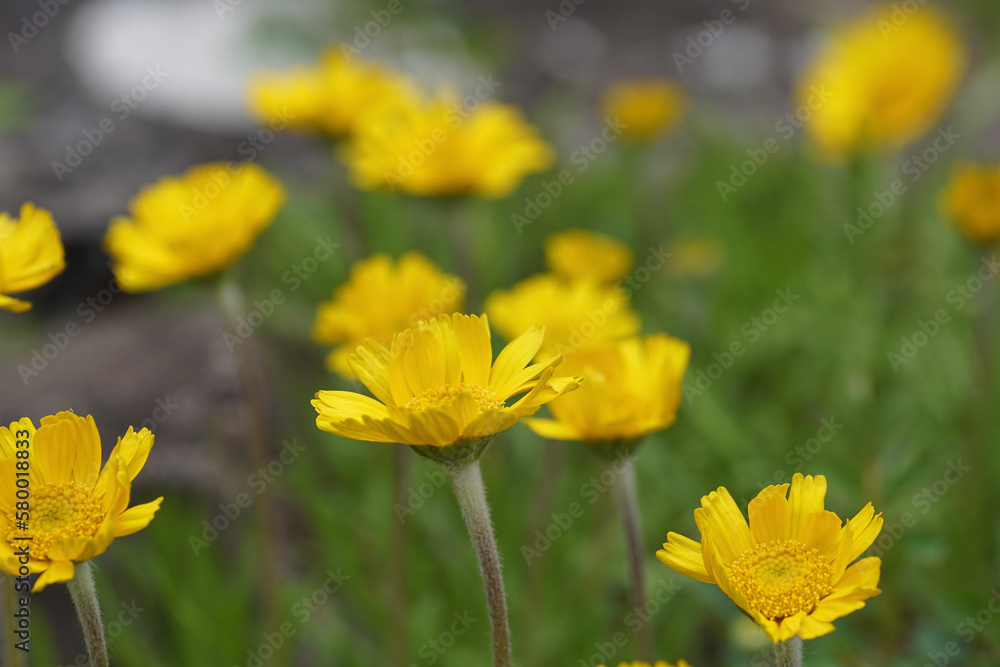 yellow flowers in spring, Tetraneuris scaposa yellow flowers in spring, Tetraneuris scaposa