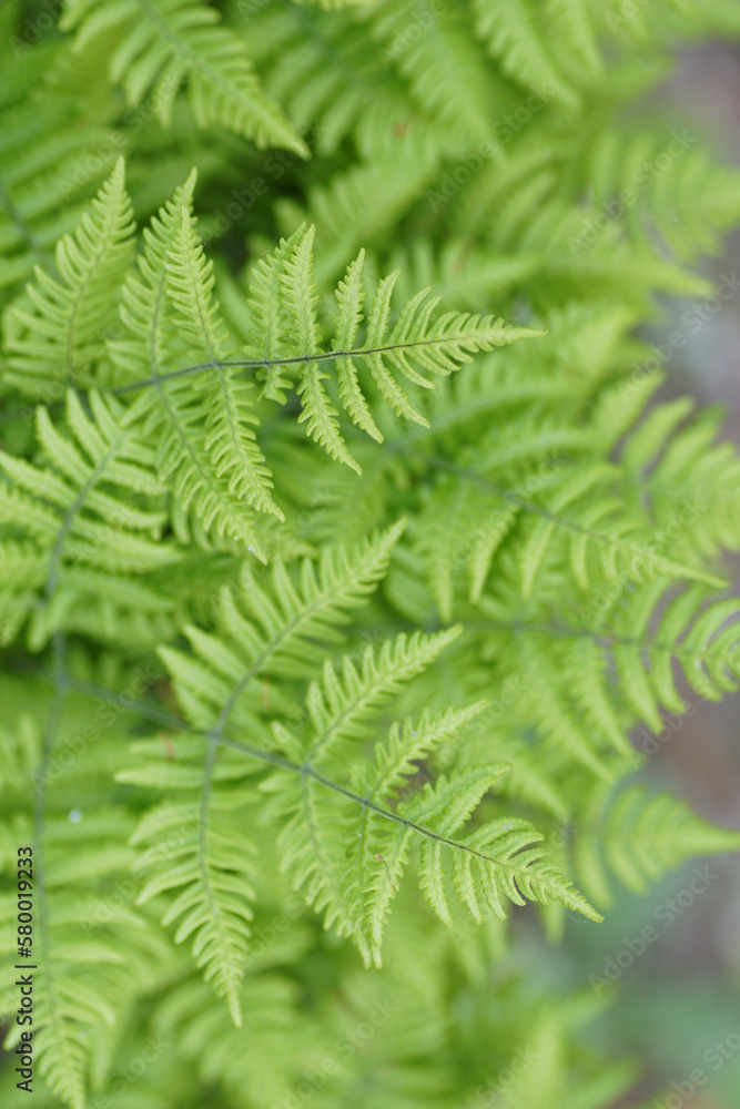fern leaves fern leaves
