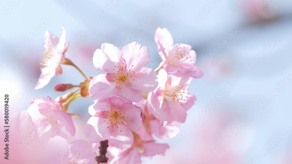 Slow motion of beautiful swaying cherry blossoms on a sunny spring day Slow motion of beautiful swaying cherry blossoms on a sunny spring day