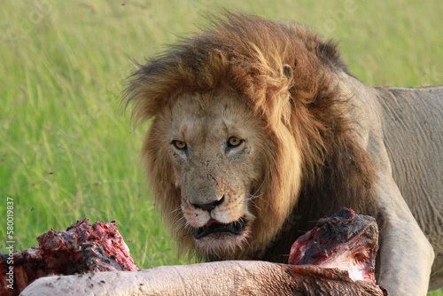Fototapeta Naklejka Na Ścianę i Meble -  Portrait of an alert lion looking into camera, sitting near his buffalo kill