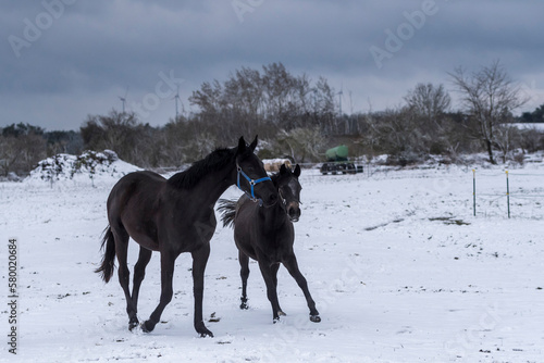 Pferde spielen im Schnee