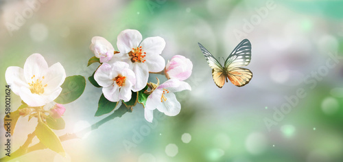 Flowering branches and petals on a blurred background and butterfly.