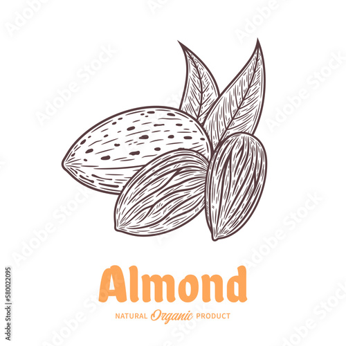 Vector almond hand-drawn illustration, almond seeds and shell