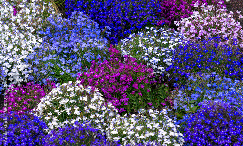 Multi-colored lobelia bushes in a flower bed in the garden.