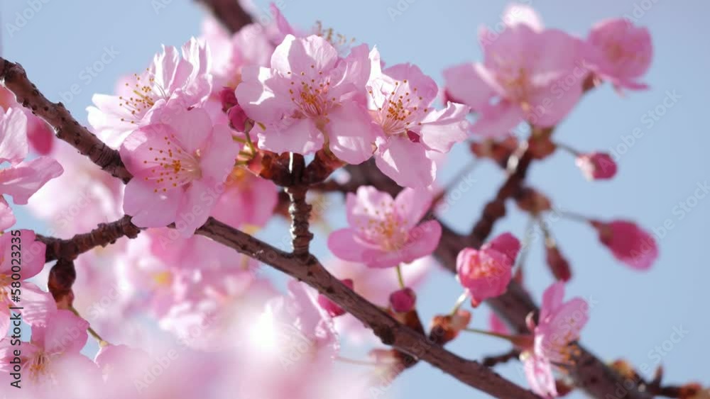 Slow motion of beautiful swaying cherry blossoms on a sunny spring day Slow motion of beautiful swaying cherry blossoms on a sunny spring day