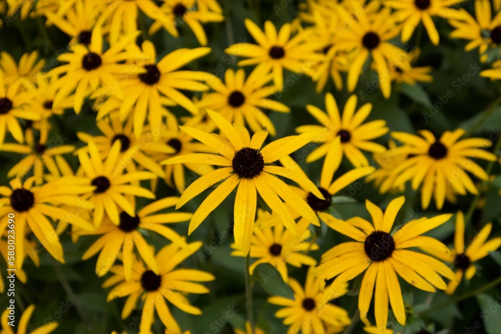 Flowers Flowers