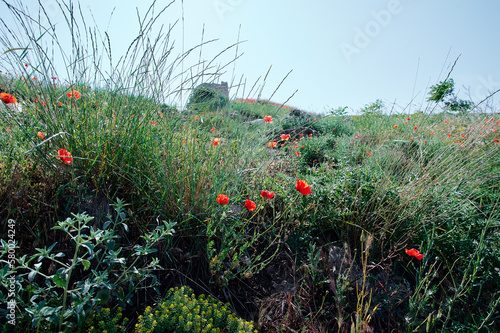 Ovegrown field. Field filled with poppy flowers. photo