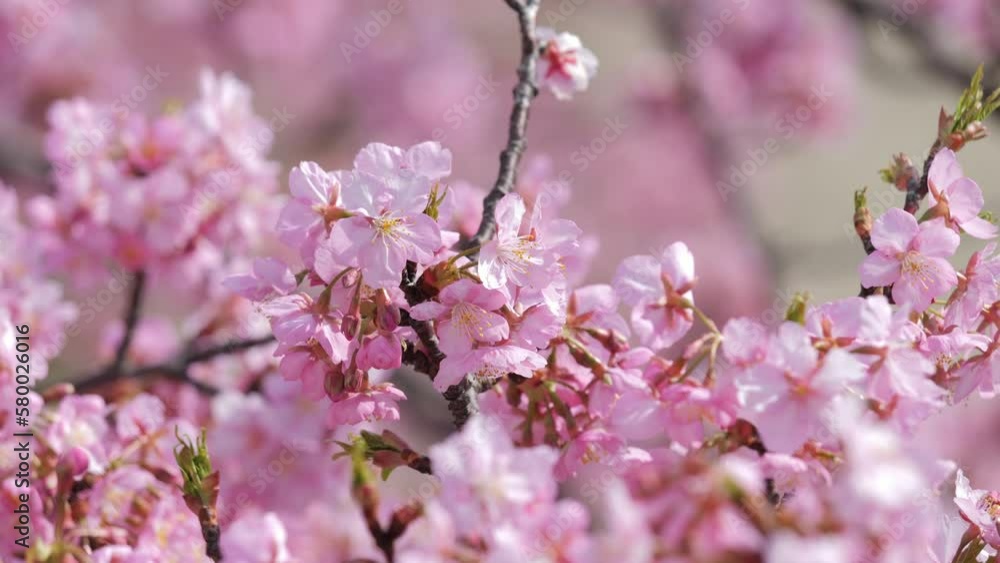 Slow motion of beautiful swaying cherry blossoms on a sunny spring day Slow motion of beautiful swaying cherry blossoms on a sunny spring day