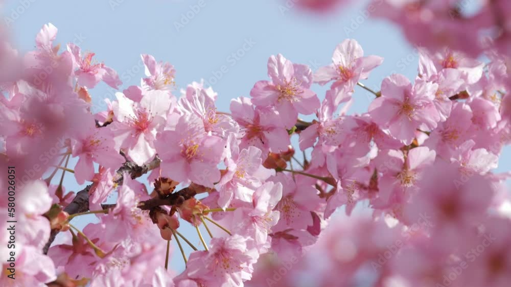 Slow motion of beautiful swaying cherry blossoms on a sunny spring day