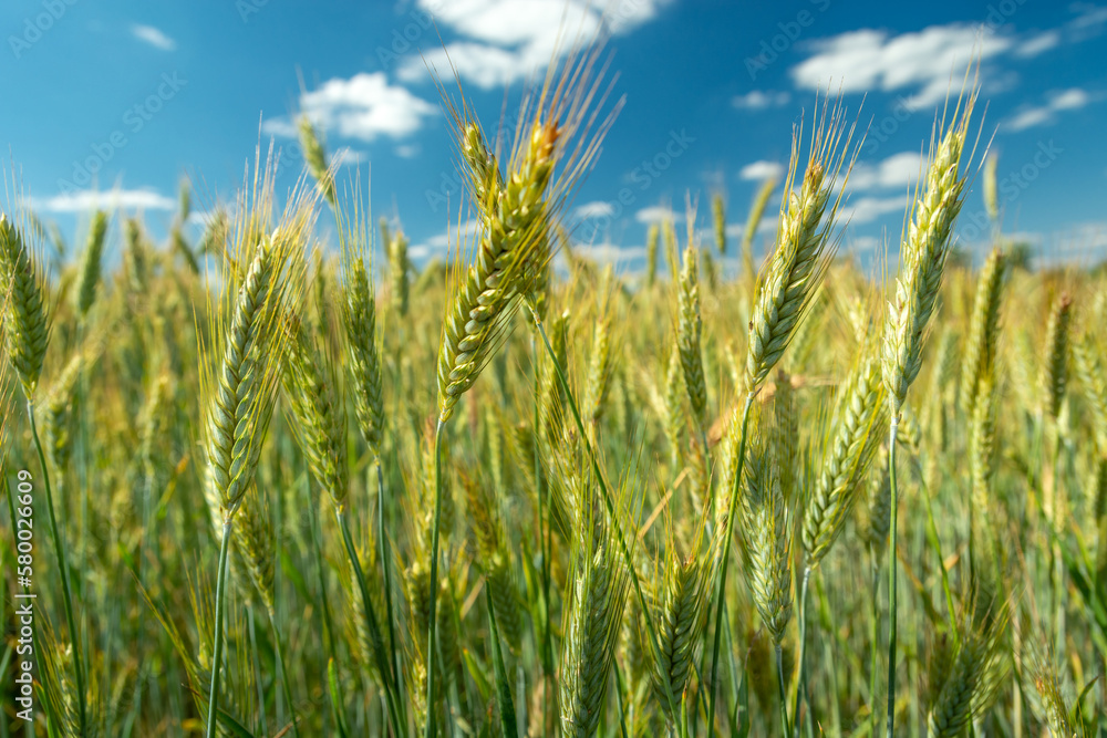 Close-up of green triticale ears and blue sky Close-up of green triticale ears and blue sky
