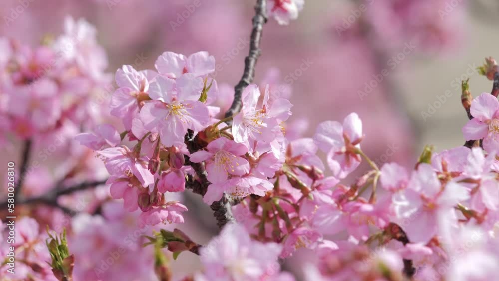 Slow motion of beautiful swaying cherry blossoms on a sunny spring day Slow motion of beautiful swaying cherry blossoms on a sunny spring day