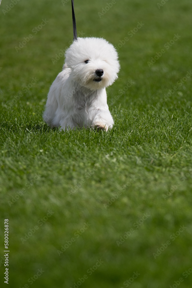 West Highland White Terrier walking towards camera during a dog show West Highland White Terrier walking towards camera during a dog show