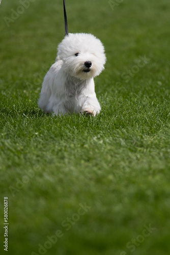West Highland White Terrier walking towards camera during a dog show