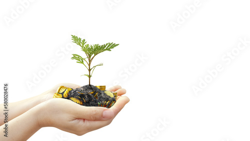 small tree in hand PNG transparent
