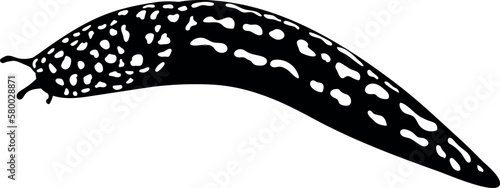 Black silhouette of spotted slug isolated on white background