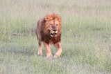 Lion walking tired and panting after a sucessful hunt
