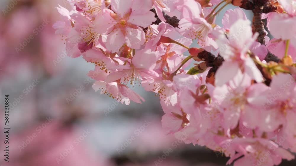 Slow motion of beautiful swaying cherry blossoms on a sunny spring day Slow motion of beautiful swaying cherry blossoms on a sunny spring day