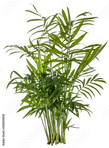 green leaves of fern plant isolated on a transparent background - png - brake - image compositing footage - jungle - forest - nature - alpha channel