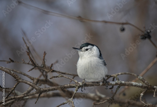 White-Breasted Nuthatch perched on a branch in winter in Ottawa, Canada