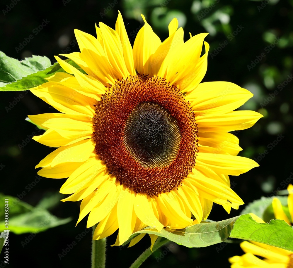 Obraz premium sunflower