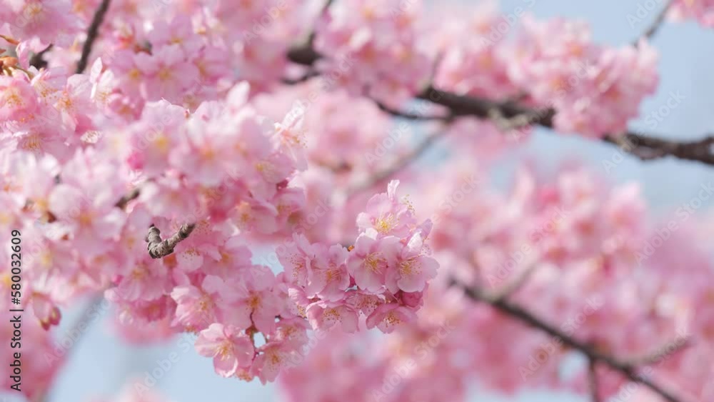 Slow motion of beautiful swaying cherry blossoms on a sunny spring day