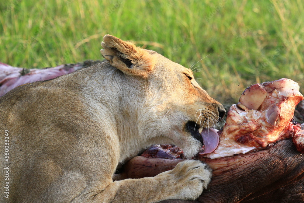 Close-uo of a lioness chewing on a hippo kill Close-uo of a lioness chewing on a hippo kill