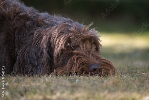 a dog, a pudelpointer, sleeping on the lawn at a spring day 