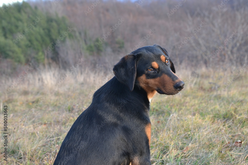 dog in the grass