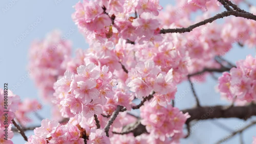 Slow motion of beautiful swaying cherry blossoms on a sunny spring day Slow motion of beautiful swaying cherry blossoms on a sunny spring day