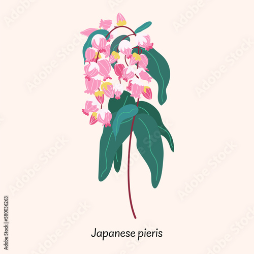 Pieris japonica isolated on beige background. Spring flower vector illustration photo