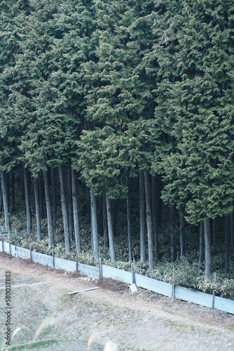 手入れされた杉林と防獣フェンス