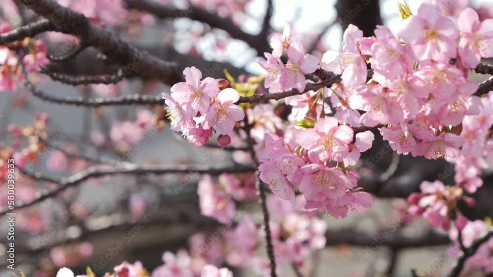 Slow motion of beautiful swaying cherry blossoms on a sunny spring day Slow motion of beautiful swaying cherry blossoms on a sunny spring day