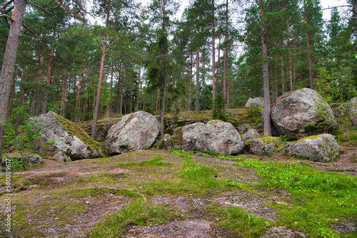 Huge boulders stones covered with moss in the pine forest  Park Mon Repos  Vyborg  Russia