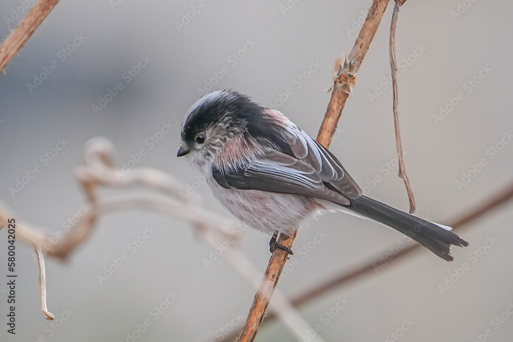 Naklejka premium エナガ