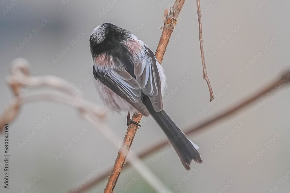 Naklejka premium エナガ