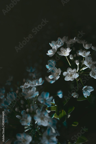 Dark and moody spring flowers, background with copy space