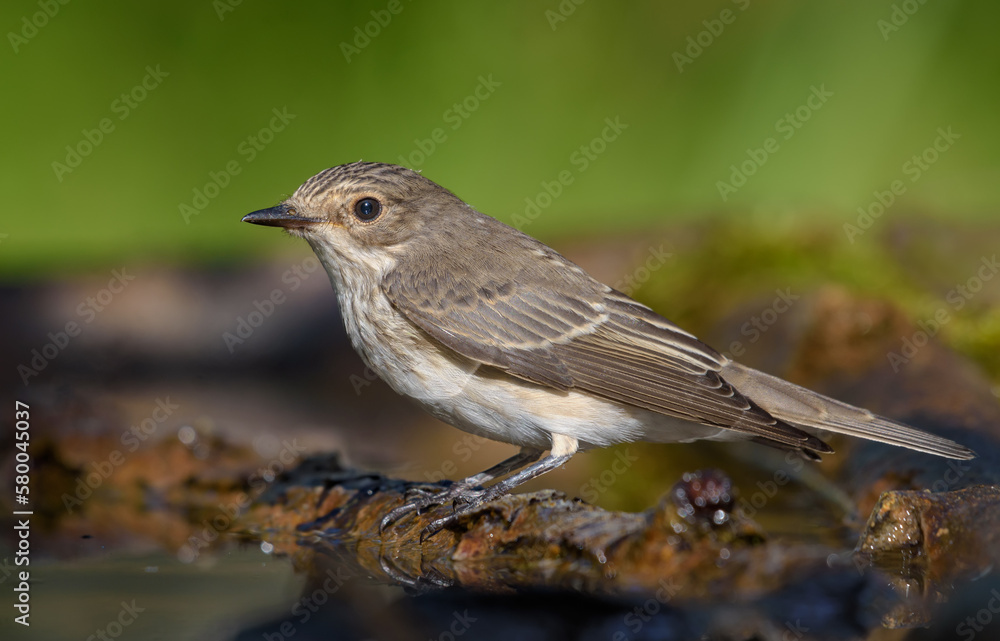 Obraz premium Bright Spotted Flycatcher (Muscicapa Striata) perched on twig near water pond on sunny morning