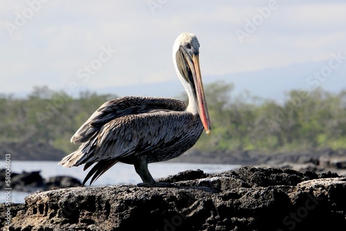 Pelikan Galapagos Island