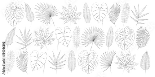 Aralia, areca palm leaves, bamboo, banana leaves, calathea, monstera, palmetto fan, philodendron, tamarind tropical leaves set. Vector botanical illustration, contour graphic drawing.