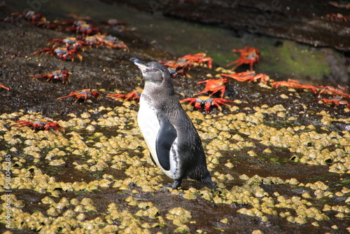 Galapagos Pinguin - Pinguin auf der Nordhalbkugel 