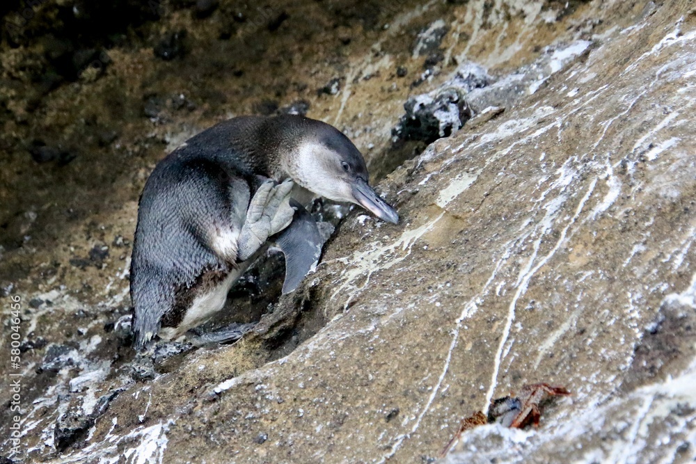 Naklejka premium Galapagos Pinguin - Pinguin auf der Nordhalbkugel 