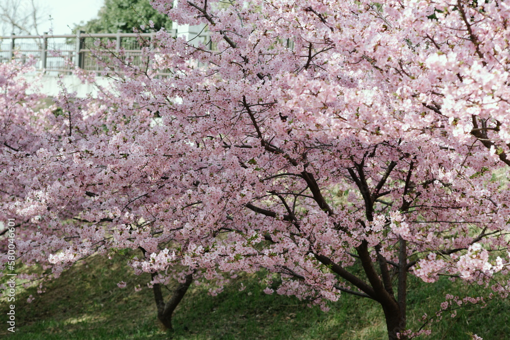 レトロな雰囲気の河津桜