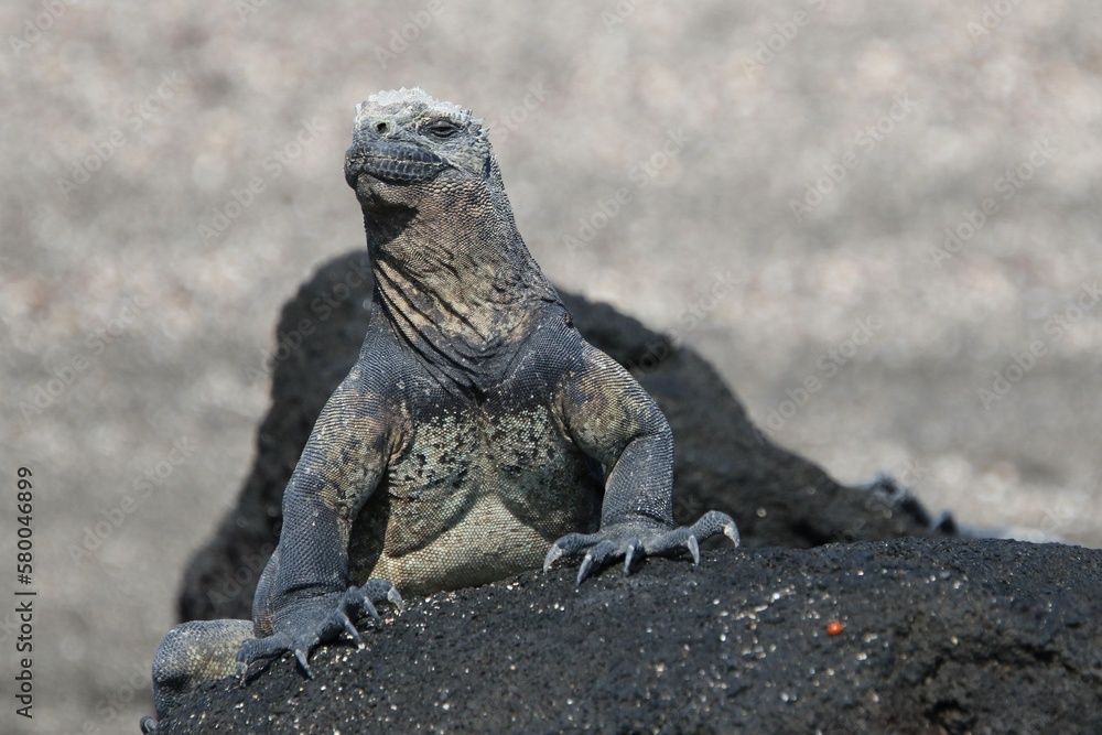 Galapagos Meerechse Galapagos Island Galapagos Meerechse Galapagos Island