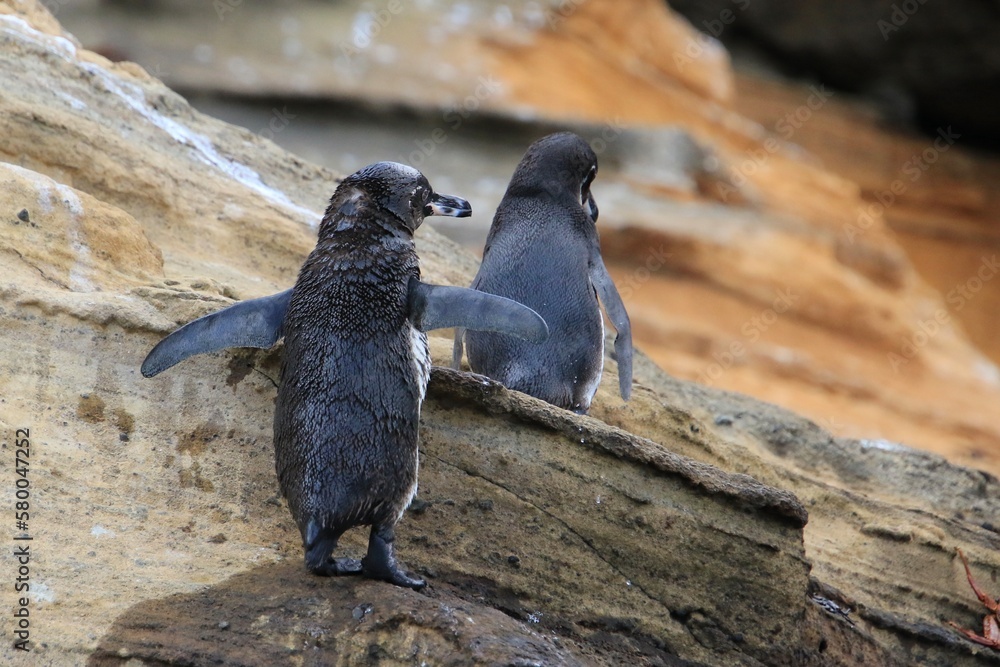 Obraz premium Galapagos Pinguin - Pinguin auf der Nordhalbkugel 